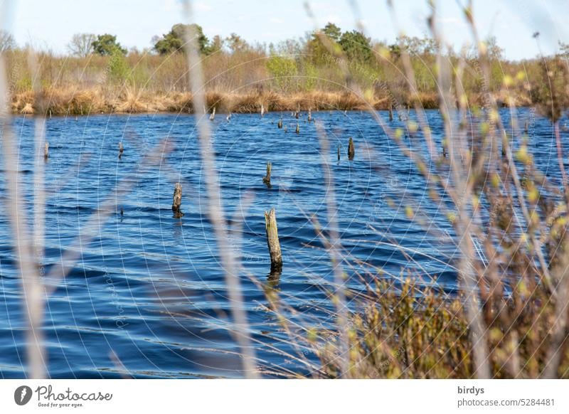 Moorsee See Wasser ausgetorft rekultiviert Naturschutz Naturschutzgebiet Landschaft Brutgebiet Sumpf