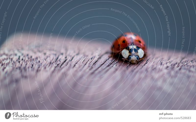 Marienkäfer Tier Käfer 1 braun rot schwarz Farbfoto Makroaufnahme Menschenleer Unschärfe Totale