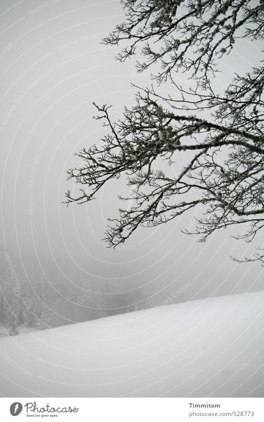 So wie früher. Natur Landschaft Pflanze Winter schlechtes Wetter Nebel Schnee Baum Wald Hügel Schwarzwald Blick natürlich grau schwarz weiß Ast Flechten