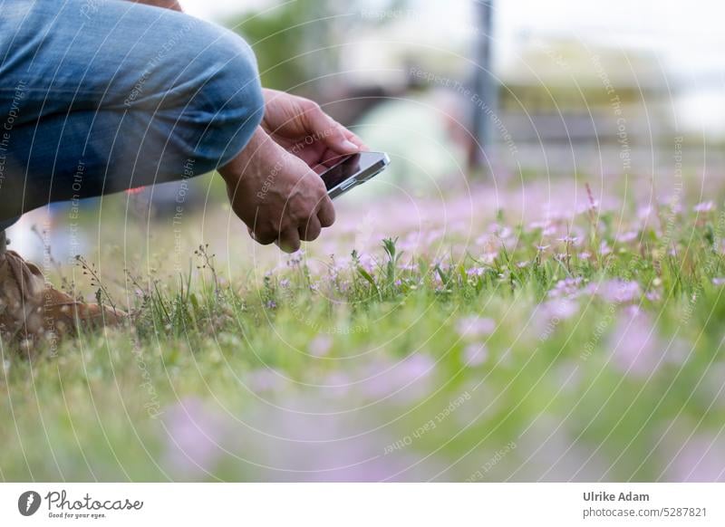 MainFux | smartphone Blümchenfotografie Smartphone fotografieren im Freien Mobile Fotografie blumen rosa wilblumen flora Natur benutzend