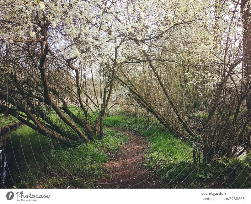 Weg zum geheimen Garten Park Natur Klima Frühling verschlungen versteckt Versteck geheimnisvoll Außenaufnahme grün Farbfoto Baum Umwelt Sommer Pflanze