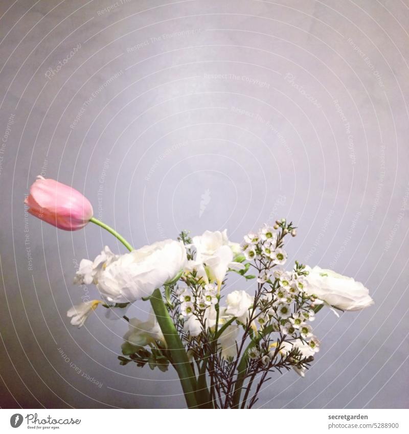Hervorstechen. Blumenstrauß Valentinstag Geburtstag Feier Wand minimalistisch Hintergrund neutral Geschenk Blüte Muttertag Frühling Dekoration & Verzierung