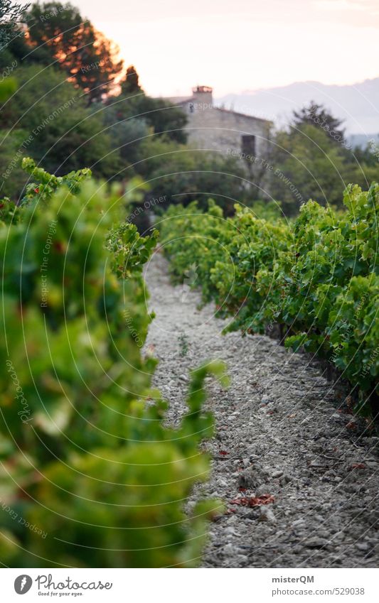 French Style XXXI Kunst ästhetisch Zufriedenheit Weingut Frankreich Provence Weinberg Weinbau Landschaft Farbfoto Gedeckte Farben Außenaufnahme Nahaufnahme