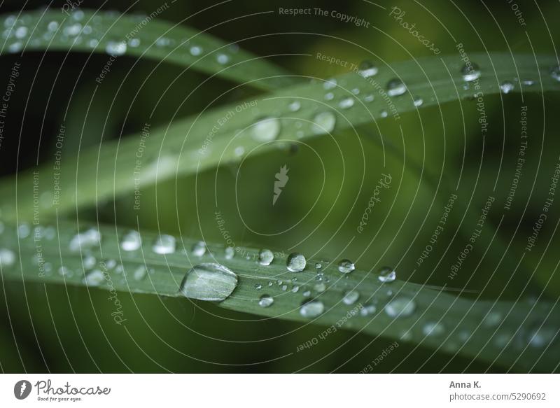 Zarte Grashalme, bedeckt mit Regentropfen Halm Tropfen Wassertropfen nass Nahaufnahme Detailaufnahme glänzend grün Unschärfe im Hintergrund ruhiger Moment