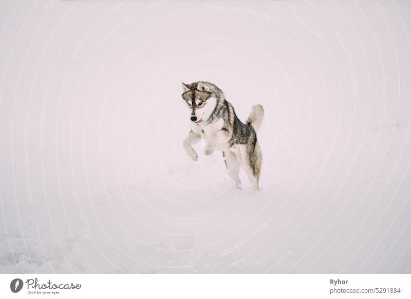 Junger Husky Hund spielen, jagen und springen draußen im Schnee, Schneeverwehung. Haustier spielen im Winter Tag aktiv Tier Sibirischer Schlittenhund Alaska