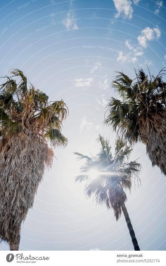 Palmen am blauen Himmel Urlaub Natur Palmenwedel grün Pflanze Sommer Außenaufnahme Urlaubsstimmung Ferien & Urlaub & Reisen Palmenstrand exotisch Tourismus
