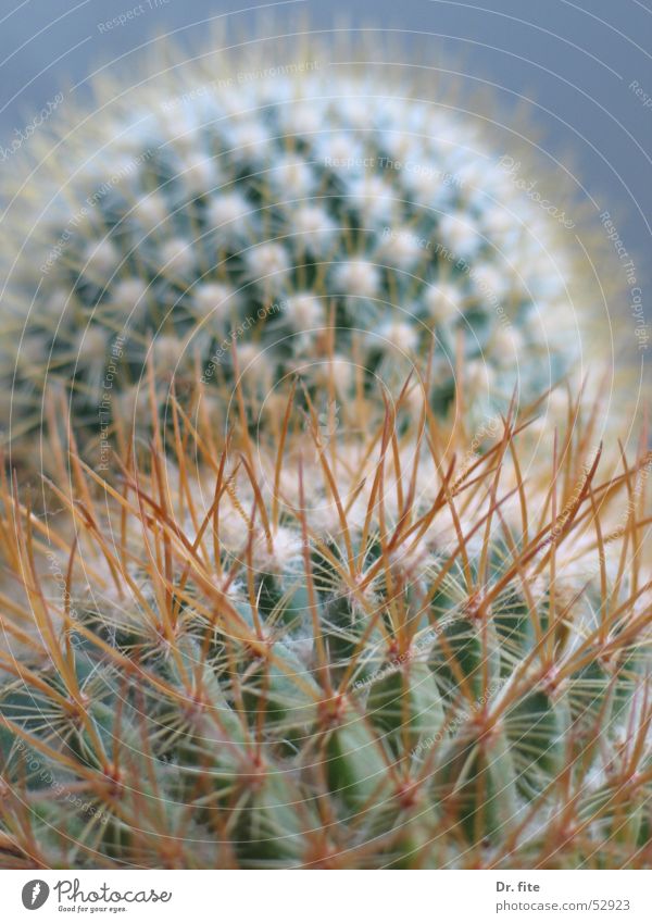 Dornenlandschaft Kaktus Hügel Froschperspektive Stachel Berge u. Gebirge Nahaufnahme Makroaufnahme Detailaufnahme pieksen