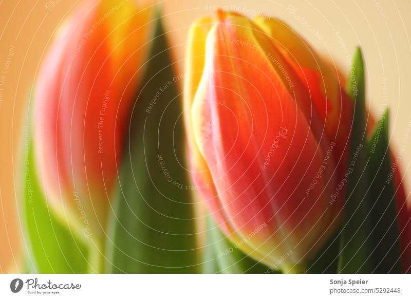 Zwei Tulpen als Makro Foto. Stillleben. Farben rot, gelb und grün. macro innen Blume blumig Sommer Frühling Blüte Pflanze Tulpenblüte Blühend Blumen