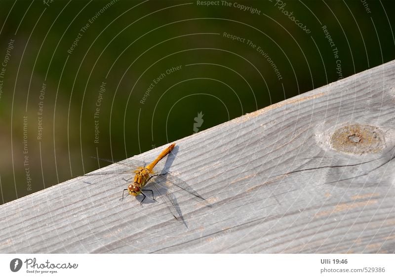 Auge in Auge. . . . . Sommer Tier Garten Menschenleer Terrasse Holzgeländer Flügel Libelle Insekt 1 beobachten sitzen authentisch klein nah Neugier niedlich
