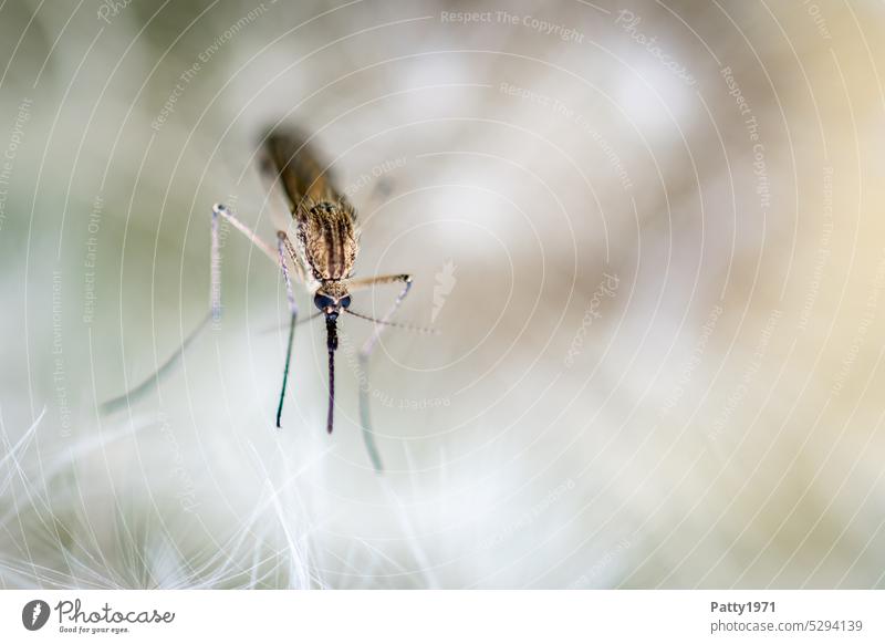 Schnake sitzt auf einer Pusteblume Stechmücke Mücke Insekt Tier Makroaufnahme Löwenzahn Moskito Schwache Tiefenschärfe Natur Nahaufnahme Frühling Leichtigkeit