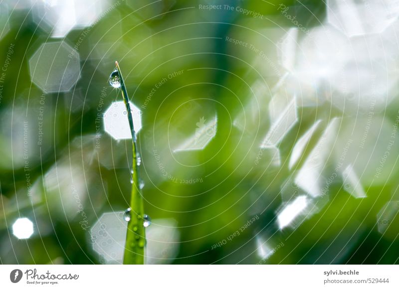 Pflanze | standhaft Umwelt Natur Urelemente Wasser Wassertropfen Herbst Gras Grünpflanze Wiese leuchten nass grün weiß Stimmung rein stagnierend Wachstum