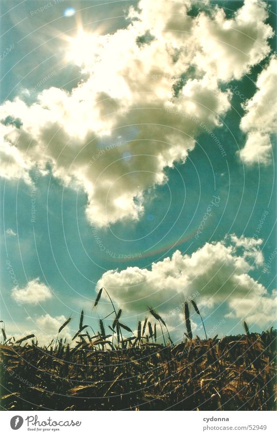 Sommerbrise Feld Wolken Physik Eindruck Sonnenstrahlen Licht Himmelskörper & Weltall Landschaft Wärme