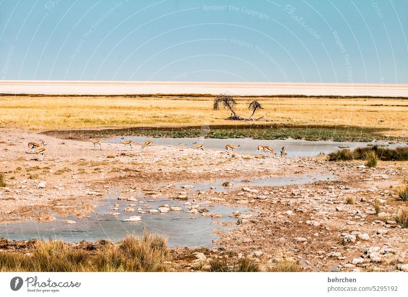 wildes namibia weite Trockenheit fantastisch Wildnis außergewöhnlich Safari Natur Landschaft etosha national park Etosha Afrika Namibia Fernweh Ferne Akazie