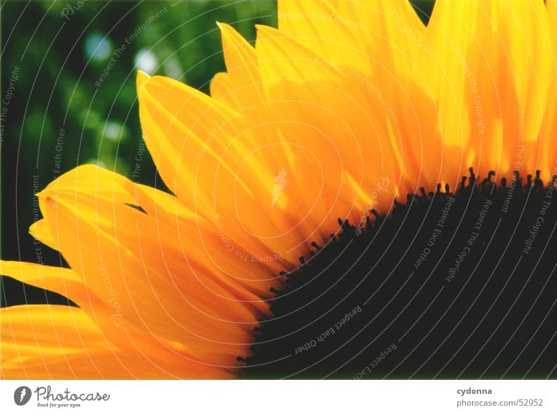 Sonnenblume Pflanze Sommer Licht gelb Blume Blüte Blütenblatt Makroaufnahme Nahaufnahme Farbe Kontrast Detailaufnahme Natur