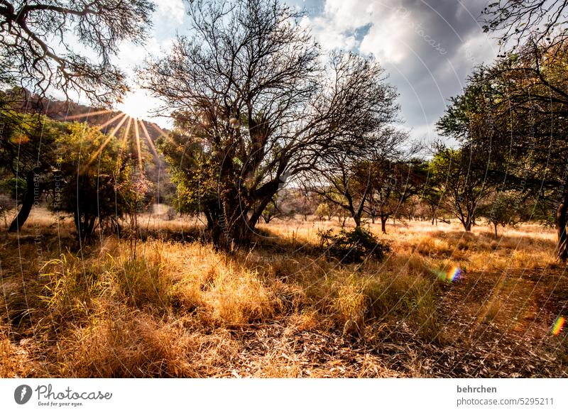 wild Sonnenstern Sonnenstrahlen Wolken Farbfoto Abenteuer Natur Sonnenlicht Ferien & Urlaub & Reisen Fernweh Ferne Landschaft Namibia Afrika Waterberg Baum