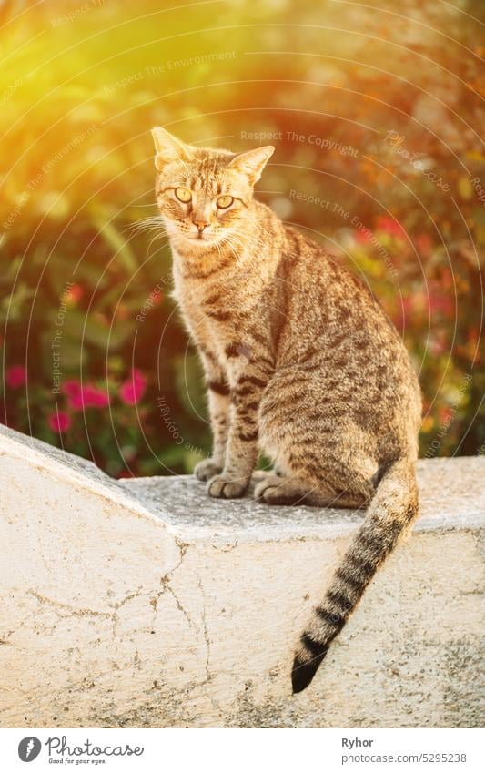Gorgeous obdachlose Katze Outdoor-Porträt in sonnigen Tag. Close Up streunende Katze. Porträt der obdachlosen grauen Katze sitzt draußen auf der Straße Gesicht