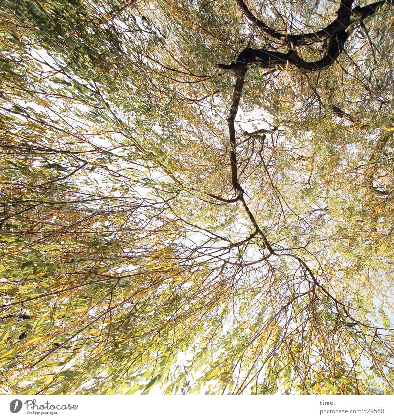Pflanze | Listen To My Heartbeat Umwelt Natur Herbst Schönes Wetter Baum Blatt Ast Trauerweide Blätterdach Park hängen Gefühle Zufriedenheit Kraft Willensstärke