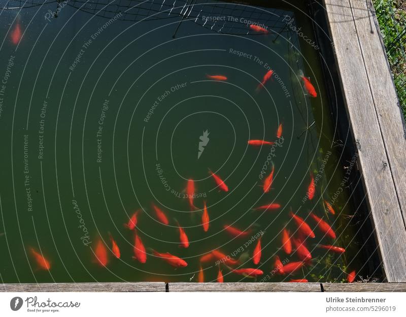 Der Schwarm Gartenteich Goldfischteich Tiergruppe Teich Fisch Fischschwarm rot Wasser Wassertier Holzrand Erwartungshaltung hungrig Schwimmen & Baden See