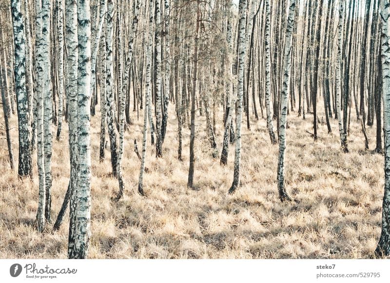 artfremd Herbst Winter Baum Birkenwald Wald kalt braun schwarz weiß Einsamkeit einzigartig Natur Perspektive Symmetrie Vergänglichkeit Gedeckte Farben