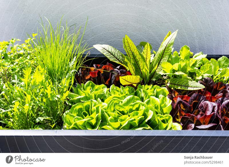Ein Hochbeet mit grünen Salat und Kräuter hochbeet Gemüse Lebensmittel Bioprodukte Pflanze Garten frisch Ernährung Vegetarische Ernährung Gesunde Ernährung