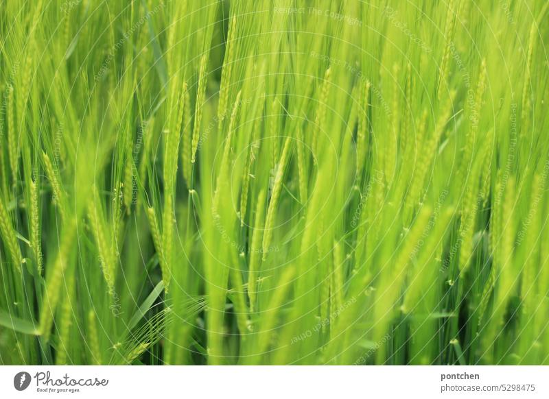 nahaufnahme eines noch grünen weizenfeldes. getreideähren getreidefeld giftgrün Feld Kornfeld Nutzpflanze Landwirtschaft Weizenfeld Ackerbau Ernährung Wachstum