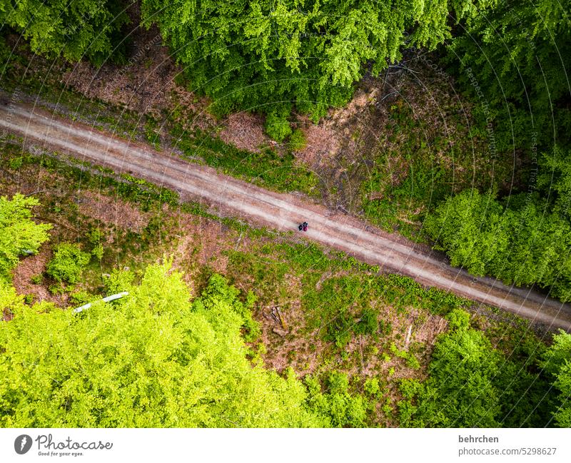 weggeschichten Wege & Pfade Blätter von oben Drohne Vogelperspektive Äste und Zweige Farbfoto Heimat Baum Jahreszeiten Außenaufnahme Bäume Landschaft Umwelt