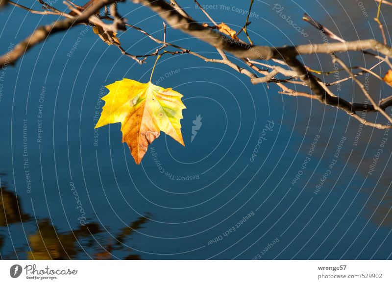 Herbstmotiv Natur Pflanze Wasser Baum Blatt Laubbaum Platane Teich blau mehrfarbig gelb Herbstlaub herbstlich Teichufer Uferbaum Farbfoto Außenaufnahme