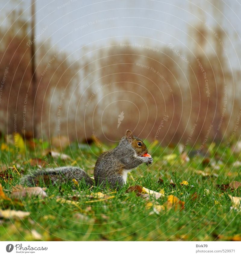 Leckerbissen Frucht Apfel Natur Herbst Gras Blatt Herbstlaub Wiese Montreal Kanada Mauer Wand Tier Eichhörnchen Nagetiere 1 Stahl Rost Essen Fressen hocken