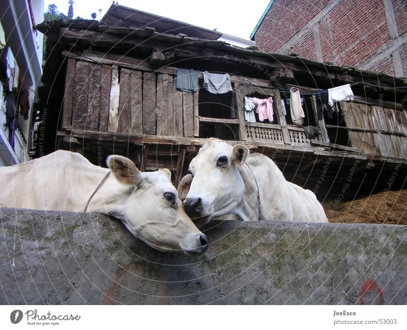 manali cows loving each other harmonisch Ferne Umwelt Tier Kuh Tierpaar Küssen Liebe Zusammensein Idylle Zuneigung Indien Manali Rind Vieh paarweise Kuhdorf