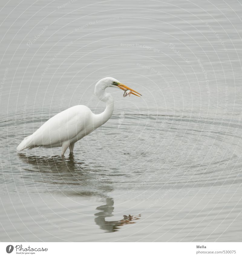 Na Mahlzeit! Umwelt Natur Tier Wasser Teich See Wildtier Vogel Reiher Silberreiher 1 fangen Fressen stehen natürlich grau Appetit & Hunger Überleben Beute