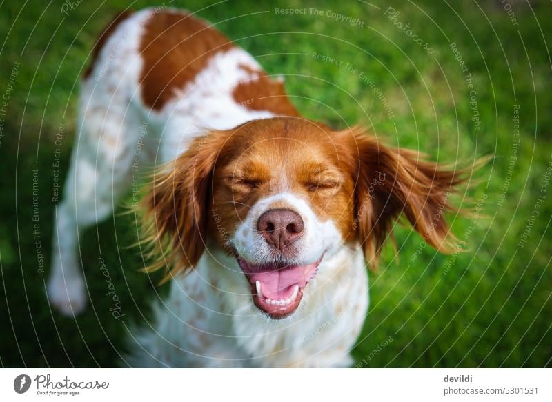 keep smiling and feel good.. lächelnder Hund Hundeblick Hundekopf bretone Hundeschnauze Tiergesicht Tierporträt niedlich Haushund Tierliebe Nase Rassehund Blick