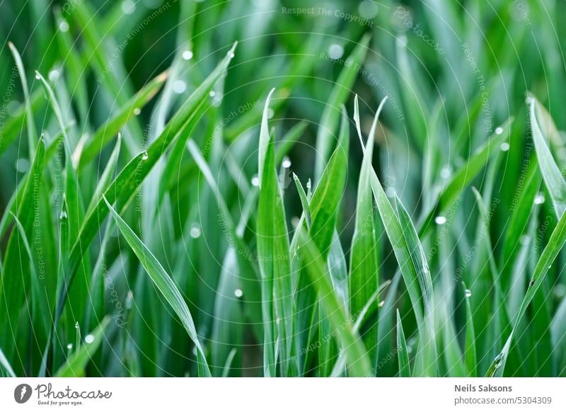 Grünes Gras mit Tautropfen in Großaufnahme. Natürlicher Hintergrund. Ackerbau hell Nahaufnahme kultiviert Tropfen Umwelt Feld Flora frisch Garten grün wachsen