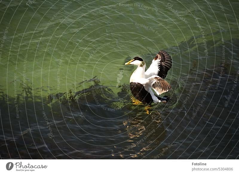 Eine Eiderente badet in der Nordsee vor der Düne von Helgoland. Sie hat sich gerade geputzt und breitet jetzt ihre Flügel weit aus. Ente Vogel Tier Farbfoto