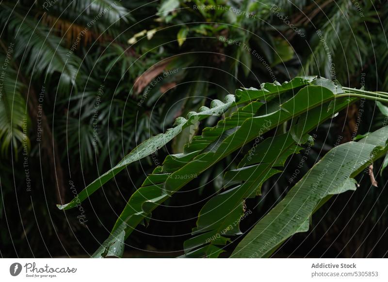 Grüne Blätter einer exotischen Pflanze Blatt tropisch Flora Wald Natur Laubwerk grün natürlich Wachstum frisch Dschungel Regen Botanik vegetieren üppig (Wuchs)