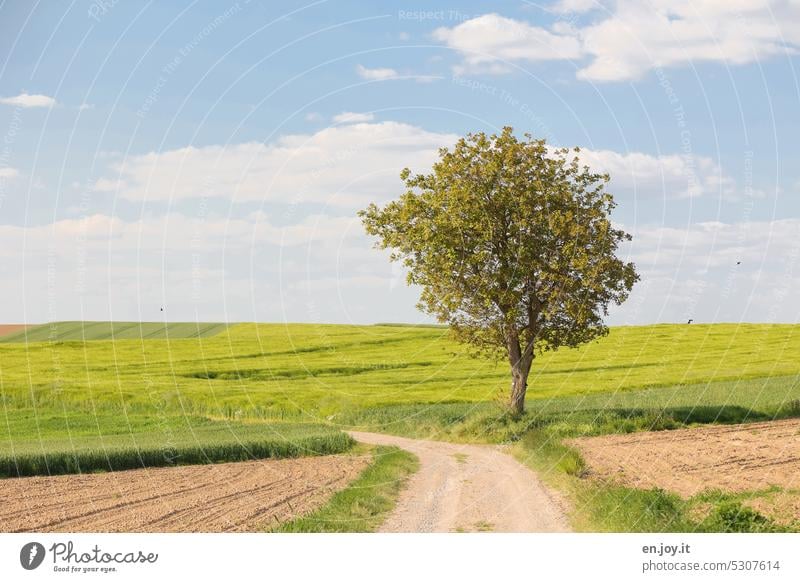 Der einsame Baum Weg Feldweg Wege & Pfade Landwirtschaft Horizont Äcker Felder Ackerbau Fußweg gepflügt gesät Getreidefeld Wachstum Himmel Wolken