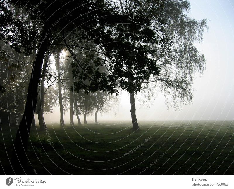 Morgennebel Nebel Phantasielandschaft Baum Wiese Feld Nebelfeld Stil ruhig Morgendämmerung nebelgras friedlich