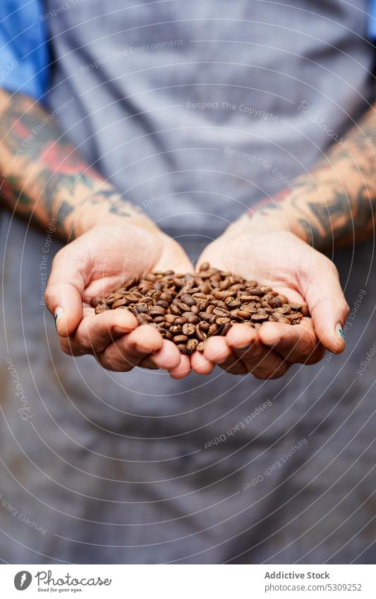 Anonyme Person mit einem Stapel Kaffeebohnen in der Hand Mann Bohne Braten Handvoll Samen Barkeeper natürlich aromatisch Korn Aroma Koffein organisch braun