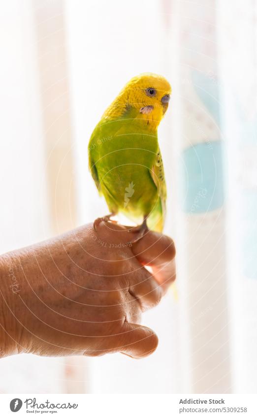 Person mit buntem Wellensittich-Papagei Hand Gardine heimisch Raum heimwärts hell Appartement gelb filigran Vogel klein Innenbereich sehr wenige einfach