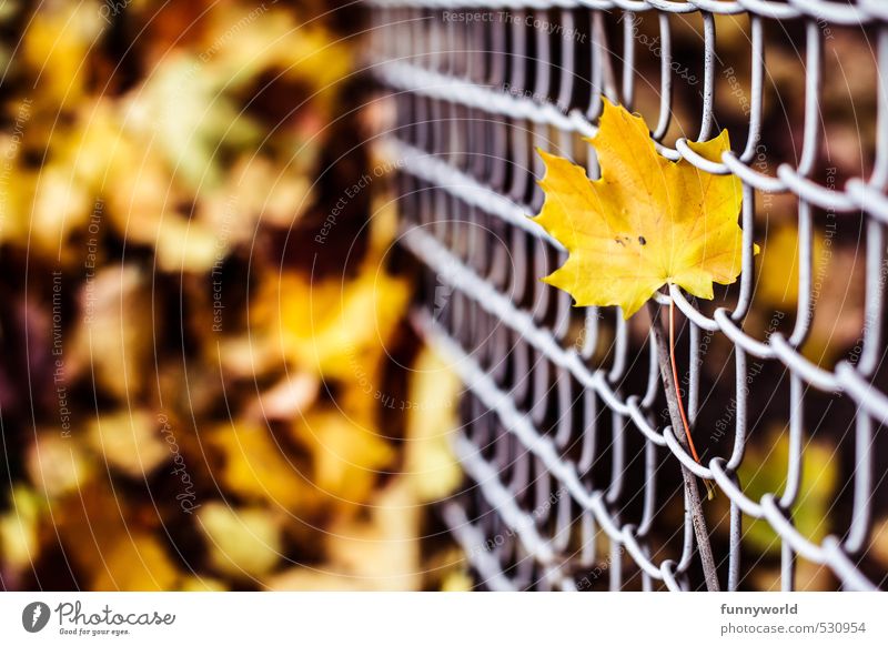 leaf at wire Natur Pflanze Erde Herbst Blatt Ahorn Garten Maschendrahtzaun Metall verblüht alt eckig hoch trist unten gelb Einsamkeit Tod Trauer Traurigkeit