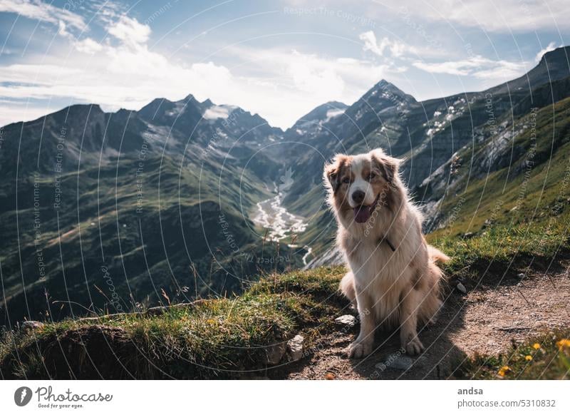 Australian Shepherd in den Alpen Hund See Berge u. Gebirge wandern Tierporträt Haustier Farbfoto Außenaufnahme Rassehund niedlich red merle hütehund Urlaub