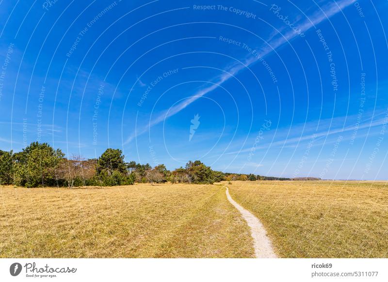 Landschaft  auf dem Gellen auf der Insel Hiddensee Neuendorf Mecklenburg-Vorpommern Baum Gras gelb Frühling Himmel Wolken blau Natur Idylle Urlaub Reise