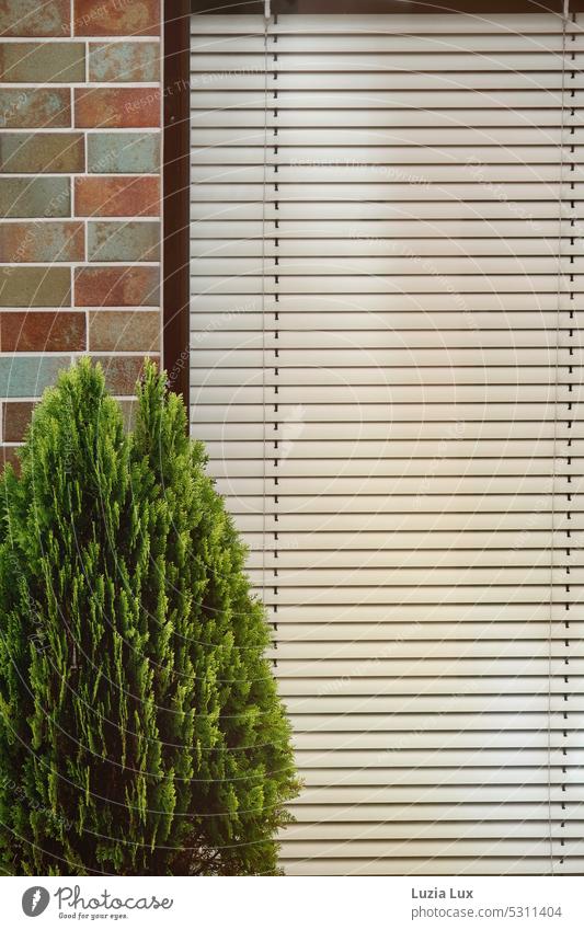 Thujahecke vor bunten Klinkersteinen und geschlossener Jalousie Hecke Häusliches Leben Schönes Wetter Licht Mauer Farbfoto Tag Stadt Architektur Fassade