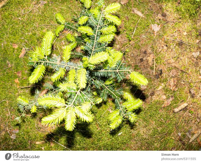 Nadelbaum mit jungen Ästen Wachstum Moos Erneuerung Grüntöne Waldboden Triebe Entwicklung Baum wachsen Veränderung Natur Wandel & Veränderung natürlich