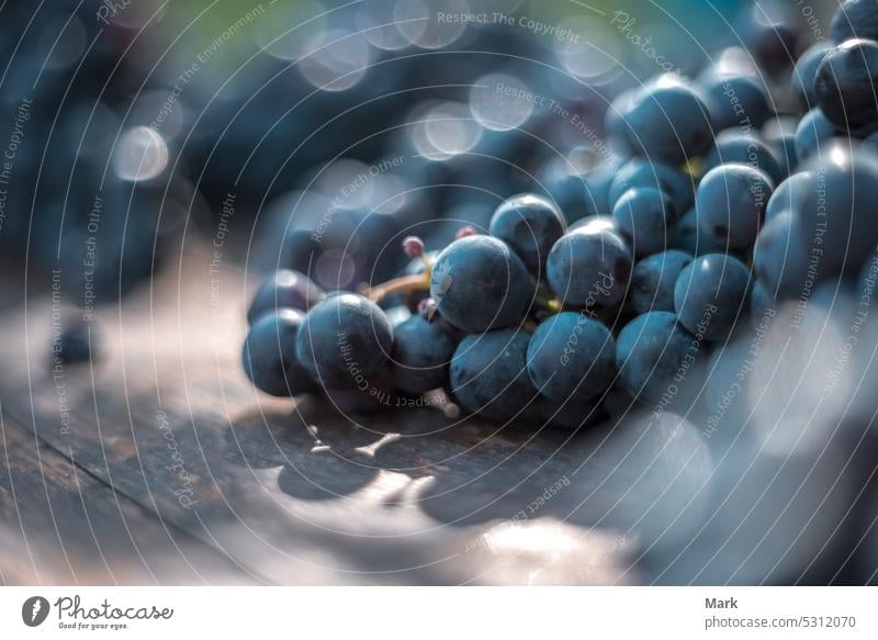 Makroansicht von blauen Trauben auf Weinfass mit unscharfem Hintergrund Frucht Weinberg Weinbau Alkohol Lauf blaue Weintrauben Ackerbau Cabernet Franc Holz