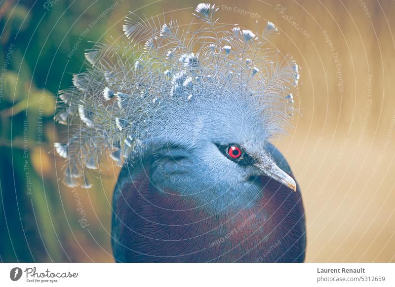Victoria-Kronentaube exotischer Vogel Tier blau Kamm gekrönt Taube Auge Feder Guinea Kopf Dschungel Natur Fotografie Gefieder Regenwald wirklich rot tropisch