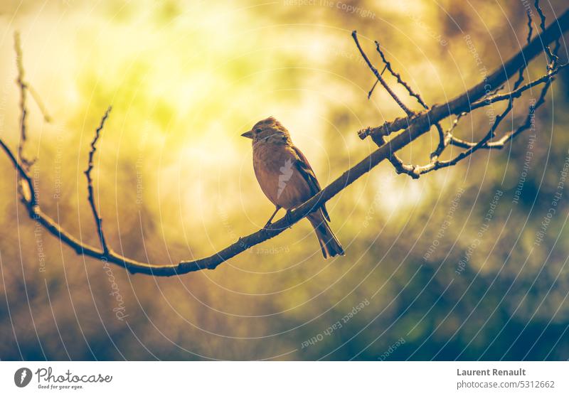 Sperling auf einem Ast sitzend. Realfotografie Tier Vogel Fauna Garten golden Natur friedlich gehockt ruhig klein Spatz Baum wild Tierwelt