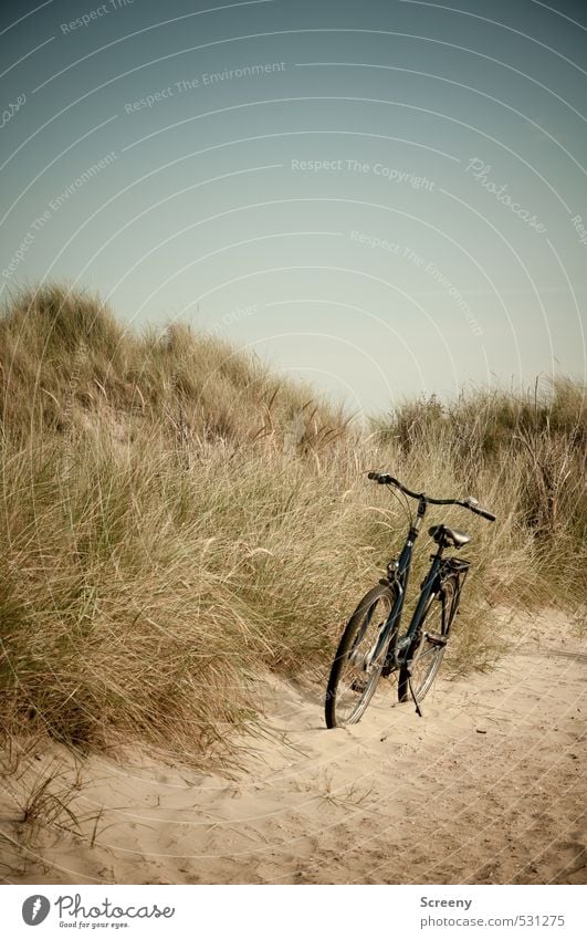 Abgestellt Natur Landschaft Pflanze Erde Wolkenloser Himmel Sommer Gras Sträucher Nordsee Dünen Stranddüne Dünengras Wege & Pfade Fahrrad Sand Warmherzigkeit