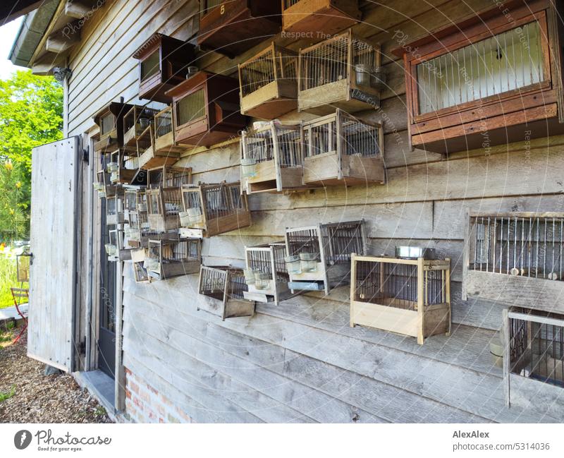 Holzwand eines Hauses im Garten mit vielen, kleinen, alten Vogelkäfigen Laube Holzhaus Gartenhaus Hütte Tür Käfige Idylle leere Käfige Außenaufnahme Holzhütte