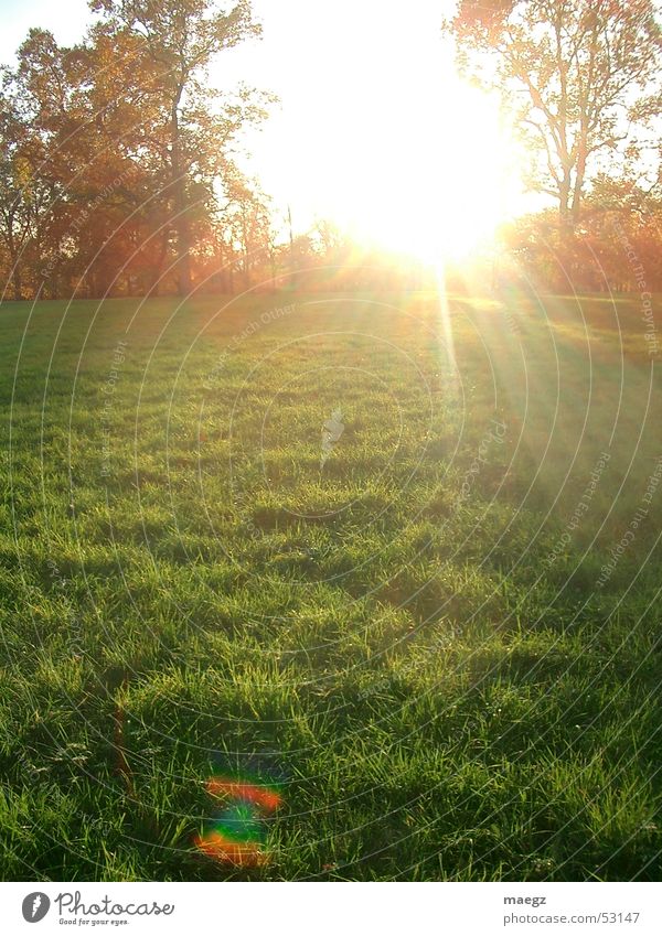 Shiny Herbst Gras Park Luft blenden Licht Physik Baum herst Sonne orange Natur Wärme Außenaufnahme
