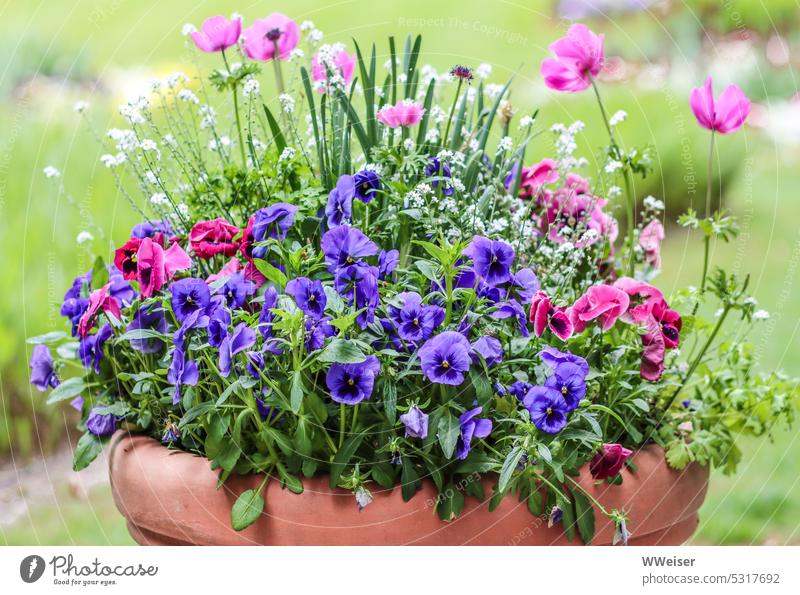 In einem Tontopf wachsen verschiedene bunte und fröhliche Gartenblumen Topf Blumen Arrangement blühen farbenfroh lebhaft lila Stiefmütterchen Blüte Frühling